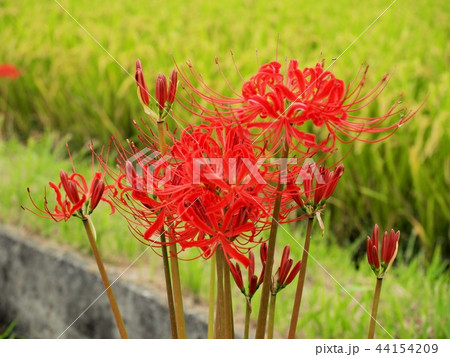 ヒガンバナ　彼岸花　曼珠沙華 44154209