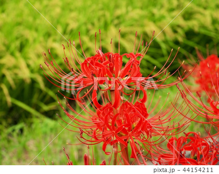 ヒガンバナ 彼岸花 曼珠沙華 ヒガンバナ 彼岸花 曼珠沙華 44154211