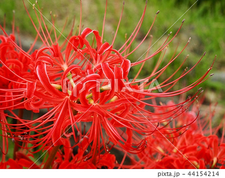 ヒガンバナ　彼岸花　曼珠沙華 44154214