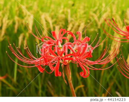 ヒガンバナ　彼岸花　曼珠沙華 44154223
