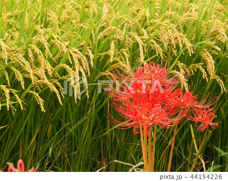 ヒガンバナ　彼岸花　曼珠沙華 44154226