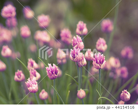 Blossoming pink flowers chives onion background. Blossoming pink flowers chives onion background. 44154516