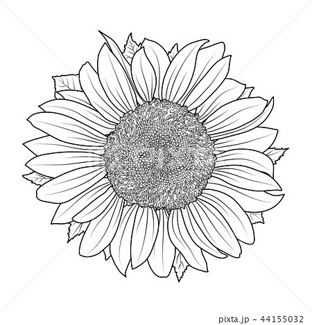 Sunflower for coloring book vector 44155032