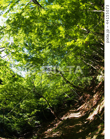 西沢渓谷 44155073