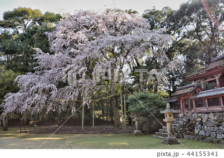 醍醐寺の桜 醍醐寺の桜 44155341