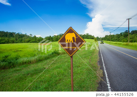 Animal, Asia, Elephant, Indian Elephant, Mammal Animal, Asia, Elephant, Indian Elephant, Mammal 44155526