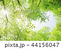 新緑 44156047