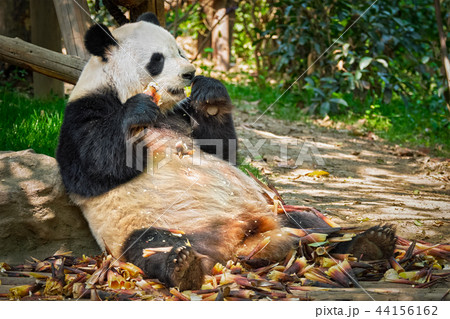 Giant panda bear in China 44156162