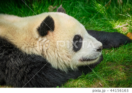 Giant panda bear in China 44156163