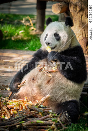 Giant panda bear in China 44156166