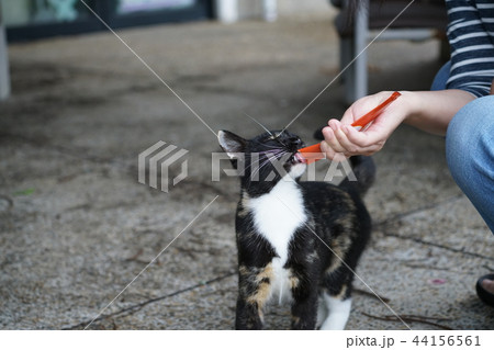 ネコ・野良猫・外ネコ 44156561