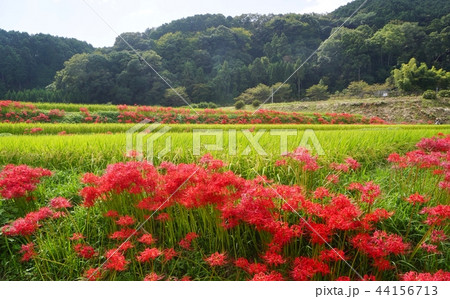 葛城一言主神社付近の彼岸花　奈良県御所市 44156713