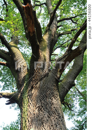 very old oak tree 44156800