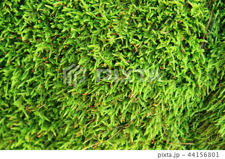 green moss texture 44156801