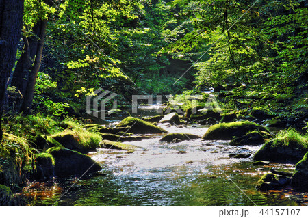 river in the green forest 44157107
