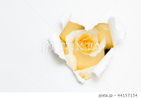 heart of paper and white rose heart of paper and white rose 44157154