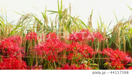 葛城一言主神社付近の彼岸花　奈良県御所市 44157398
