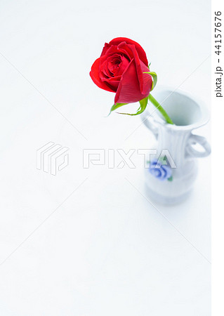 一輪の薔薇 44157676