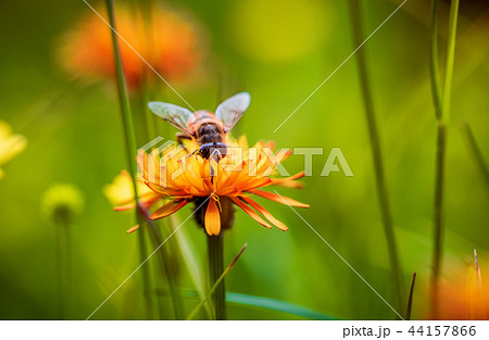 Bee collects nectar from flower crepis alpina 44157866