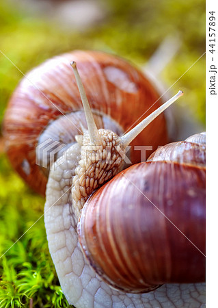 Helix pomatia also Roman snail, Burgundy snail 44157894