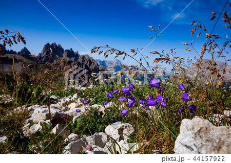 Abstract background of Alpine flowers. Abstract background of Alpine flowers. 44157922