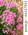 ピンク色のペンタス 44157952