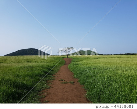 自然 済州 風景 44158081