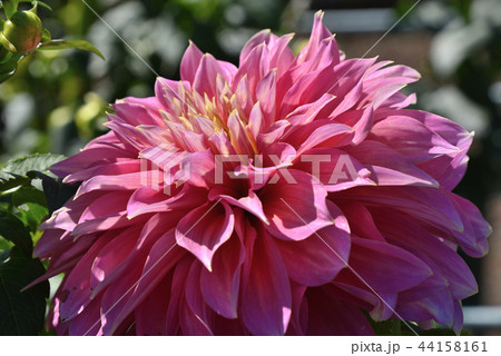 ダリア（夢慕情） 44158161