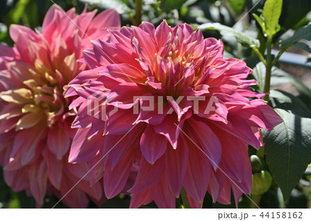 ダリア（夢慕情） 44158162