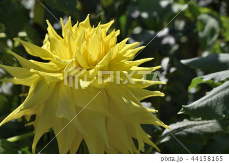 ダリア（ビッキー） 44158165