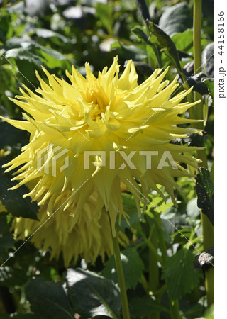 ダリア（ビッキー） 44158166