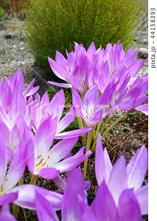 イヌサフランの花 ピント位置真ん中シベの写真素材