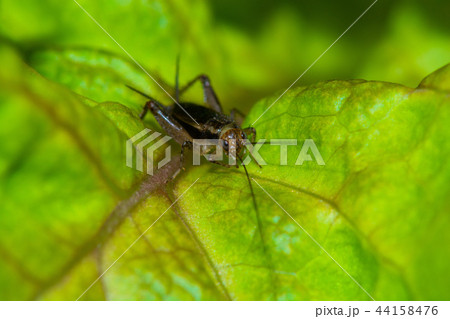 昆虫 鈴虫 自然 44158476