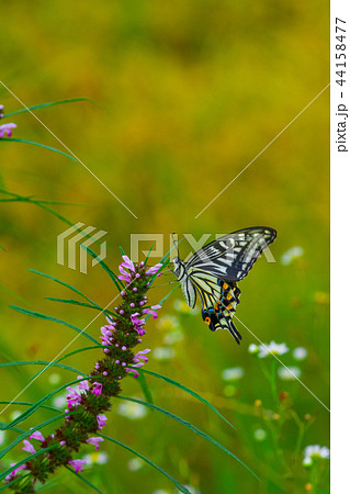 昆虫 蝶 アゲハチョウ 44158477