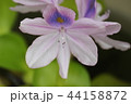 ホテイアオイの花 44158872