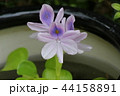 ホテイアオイの花 44158891