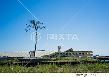 岩手県　陸前高田　奇跡の一本松 44159007