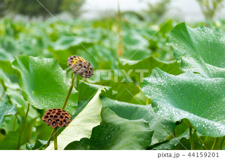 蓮の葉 ハスの実 自然 44159201