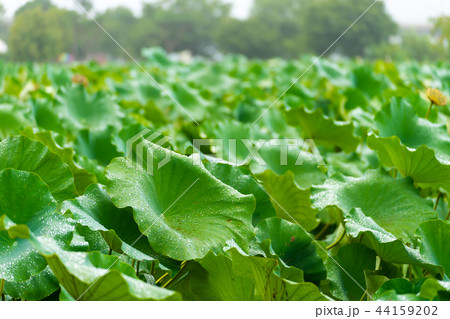 蓮の葉 自然 韓国 44159202