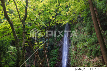 養老の滝 44159336
