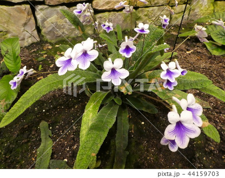 クリスタルアイズ/ストレプトカーパス 44159703