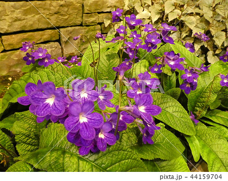 ジュピター/ストレプトカーパス 44159704