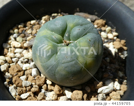 銀冠玉錦 44159705