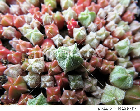 サボテン実生 サボテン実生 44159787