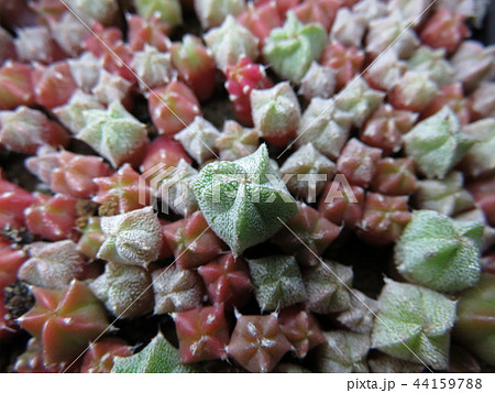 サボテン実生 サボテン実生 44159788