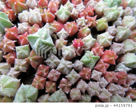 サボテン実生 44159791