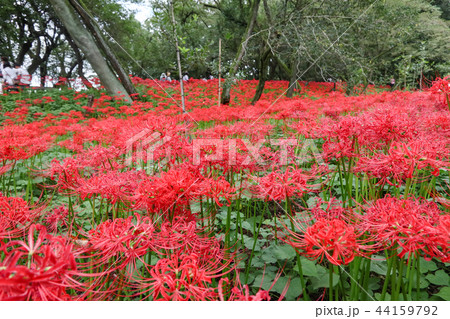 彼岸花　巾着田　埼玉県日高市 44159792