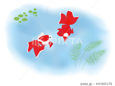 金魚　イラスト　ベクター有るよ！ 44160170