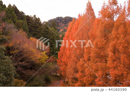 亀山湖の紅葉 44160390