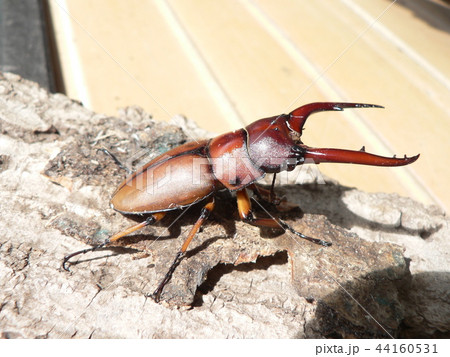 アスタコイデスノコギリクワガタ 44160531